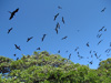Frigatebird Flock