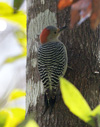 Gold-fronted Woodpecker